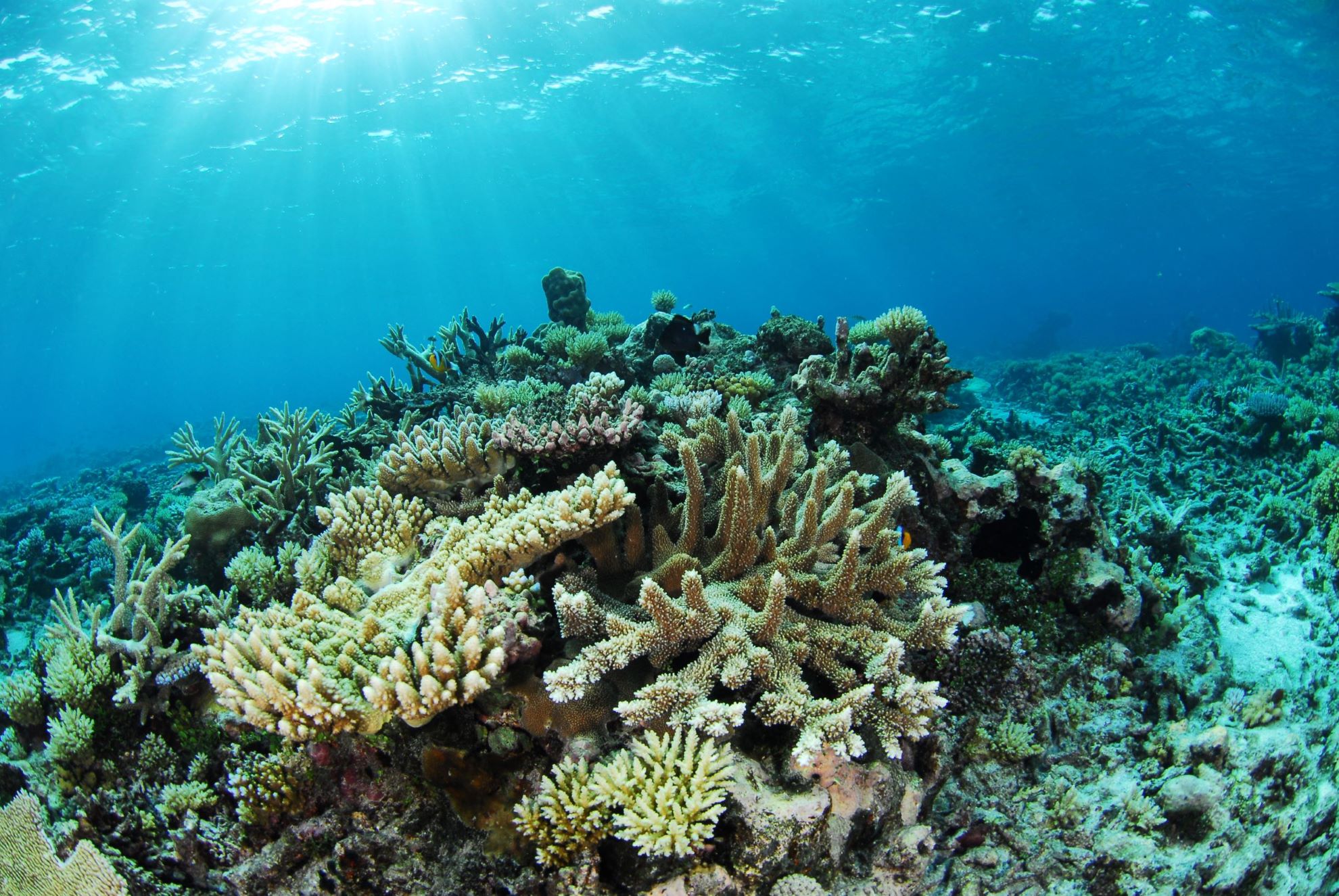 marine-ecosystems-are-preparing-for-climate-change-scientific-american